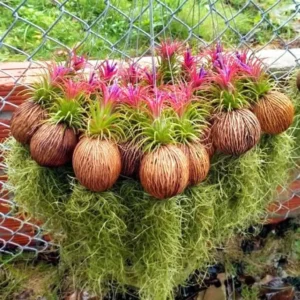 Cây Lọc Không Khí (Tillandsia)
