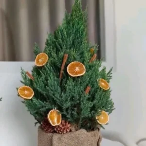 Cây Sơn Tùng Trang Trí Noel