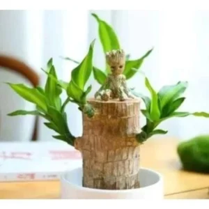 Phát Tài Khúc – Thiết Mộc Lan Loại Lớn