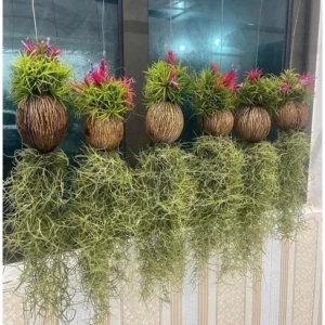 Combo 6 Cây Không Khí Kim Yến – Tóc Tiên